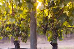 red and green grapes on the vine