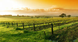 Santa Barbara wine country 08