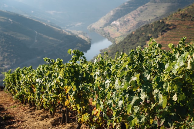 Douro Valley Portugal