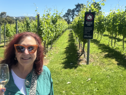 Moorilla Vineyard